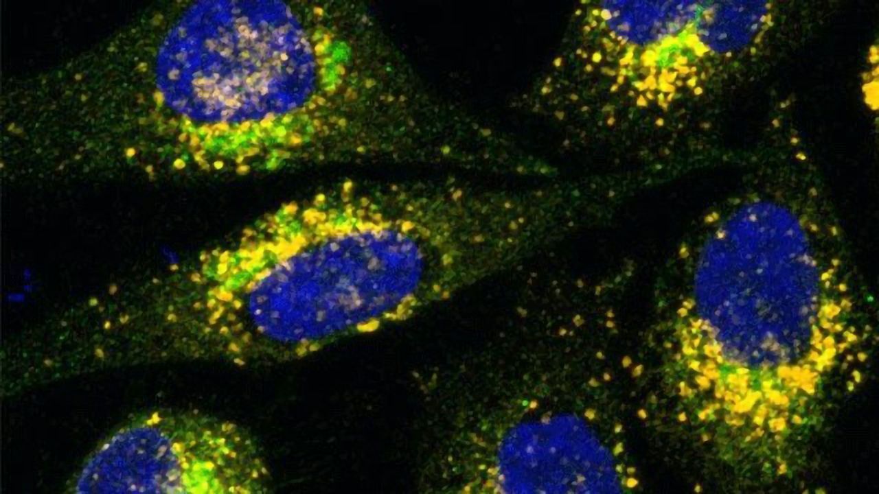 Plant-based Compound Helps Overcome Gene Therapy Challenges