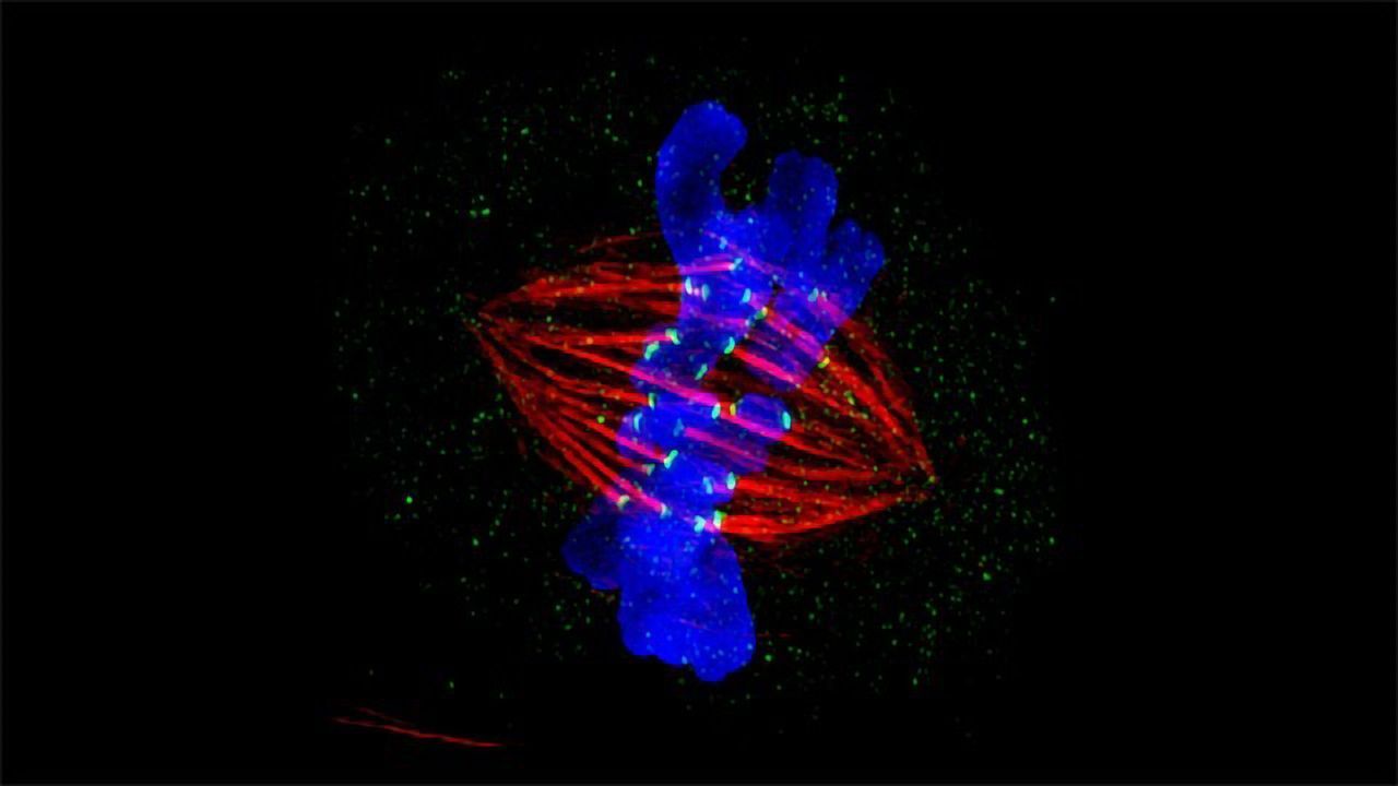 Mitosis