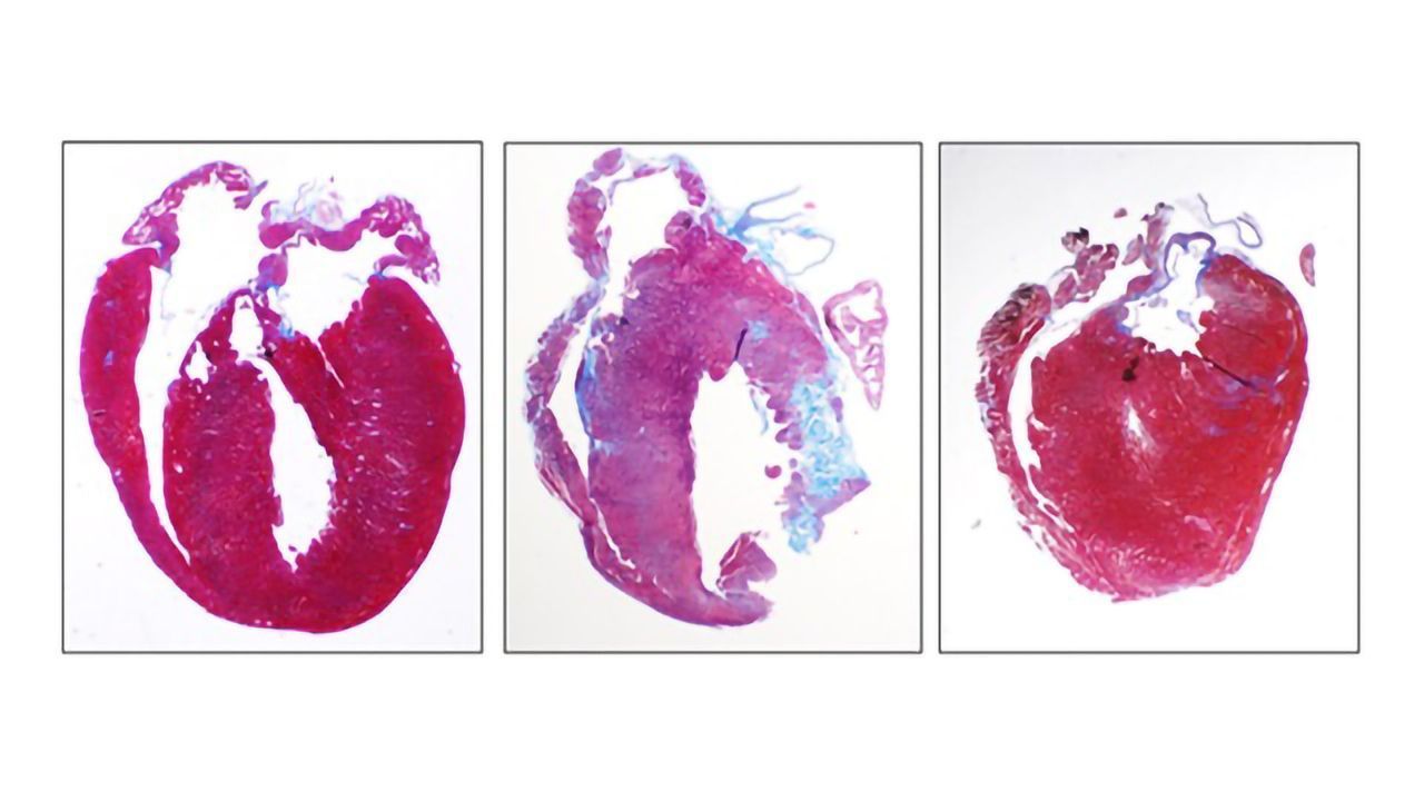 Mouse Hearts