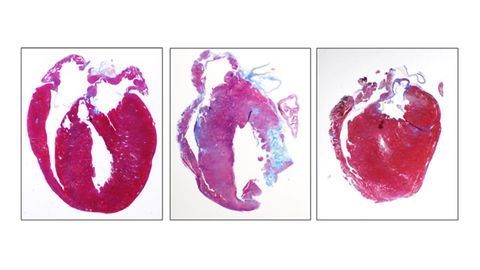 Mouse Hearts