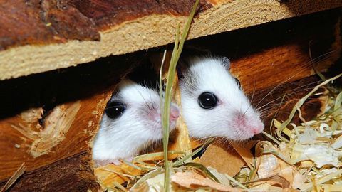 Male and Female Mice Have Different Brain Cells