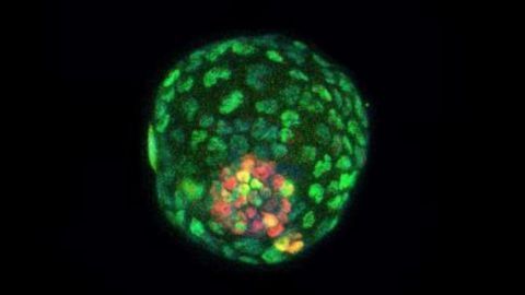 Stem Cell Study Offers New Way To Study Early Development and Pregnancy