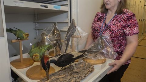 Museums Are Putting Ancient DNA To Work for Wildlife