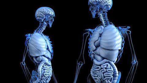 Bioactive Agents Improve Synthetic Bone Substitutes
