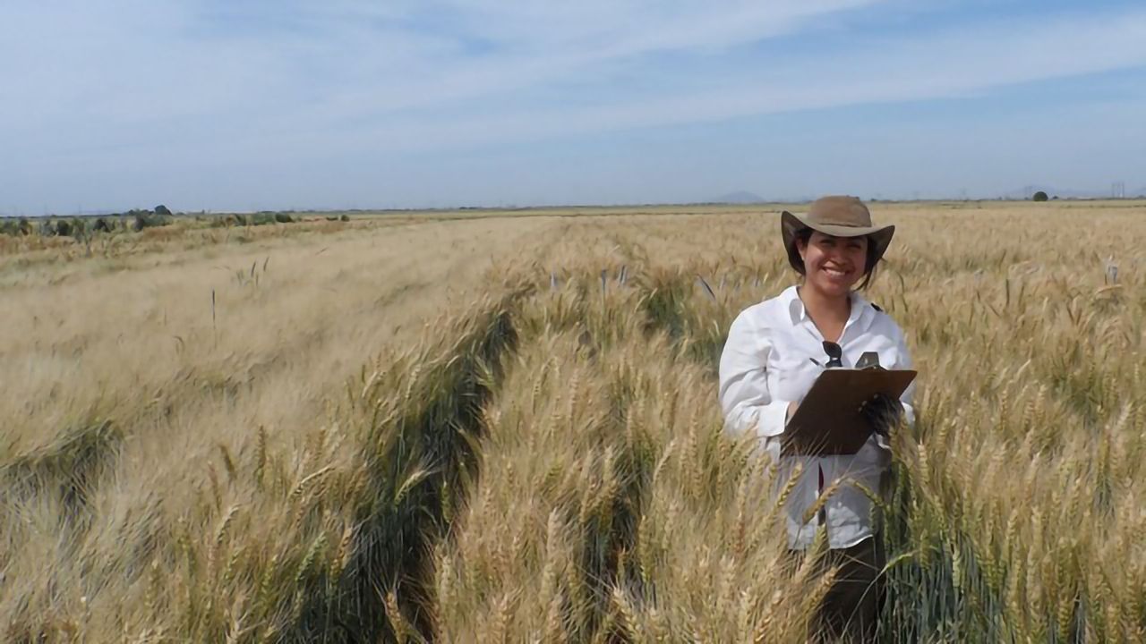 Photosynthesis Olympics Sort the Wheat From the Chaff