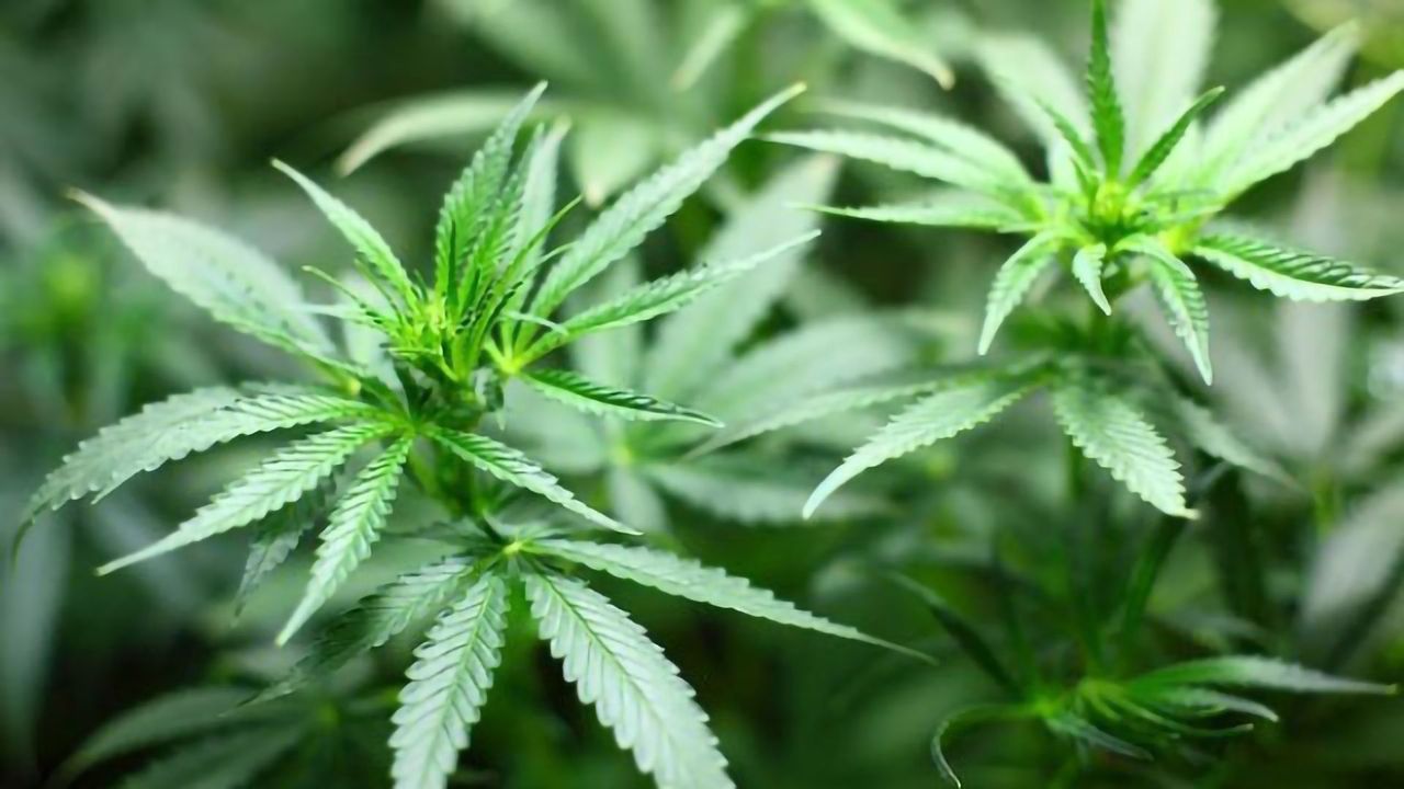 Medical Marijuana May Help Lessen Opioid Use and Potential Abuse