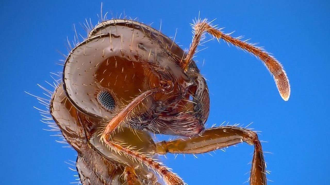 What Puts the "Fire" in Fire Ants?