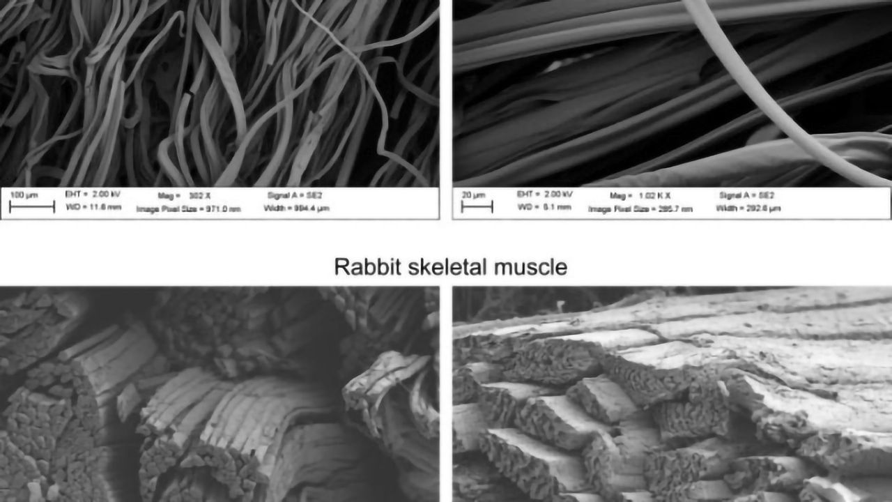 Real Texture for Lab-grown Meat