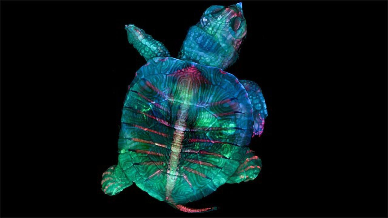 Turtle Embryo