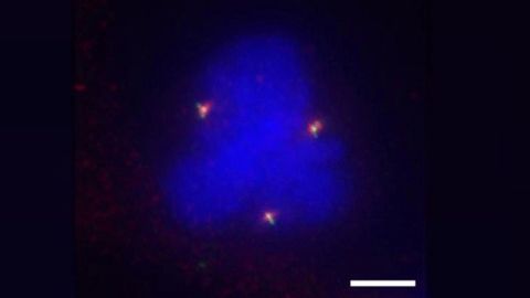 A Chemical Weapon To Combat Cancer?
