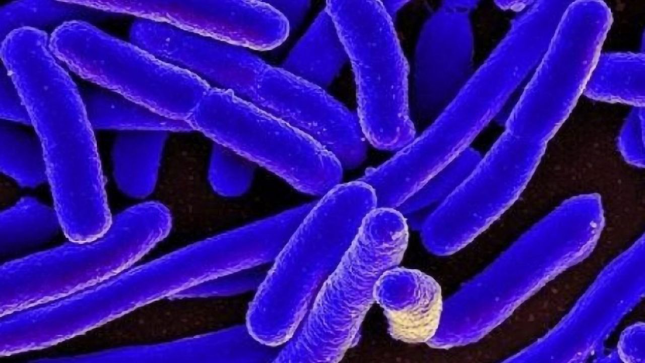 Bacteria’s Transporter Proteins Changed Drastically by Minor Mutations