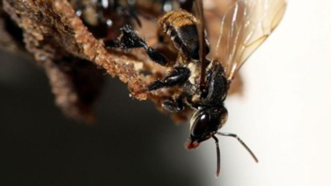 Fungal Symbiosis Vital for Bee Development Threatened by Pesticides