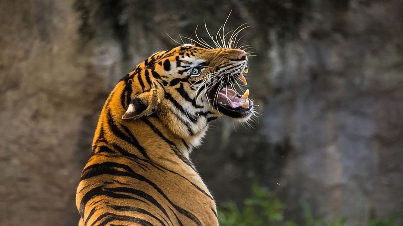 How Are Humans Affecting Animal Genetic Diversity?