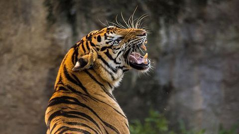 How Are Humans Affecting Animal Genetic Diversity?