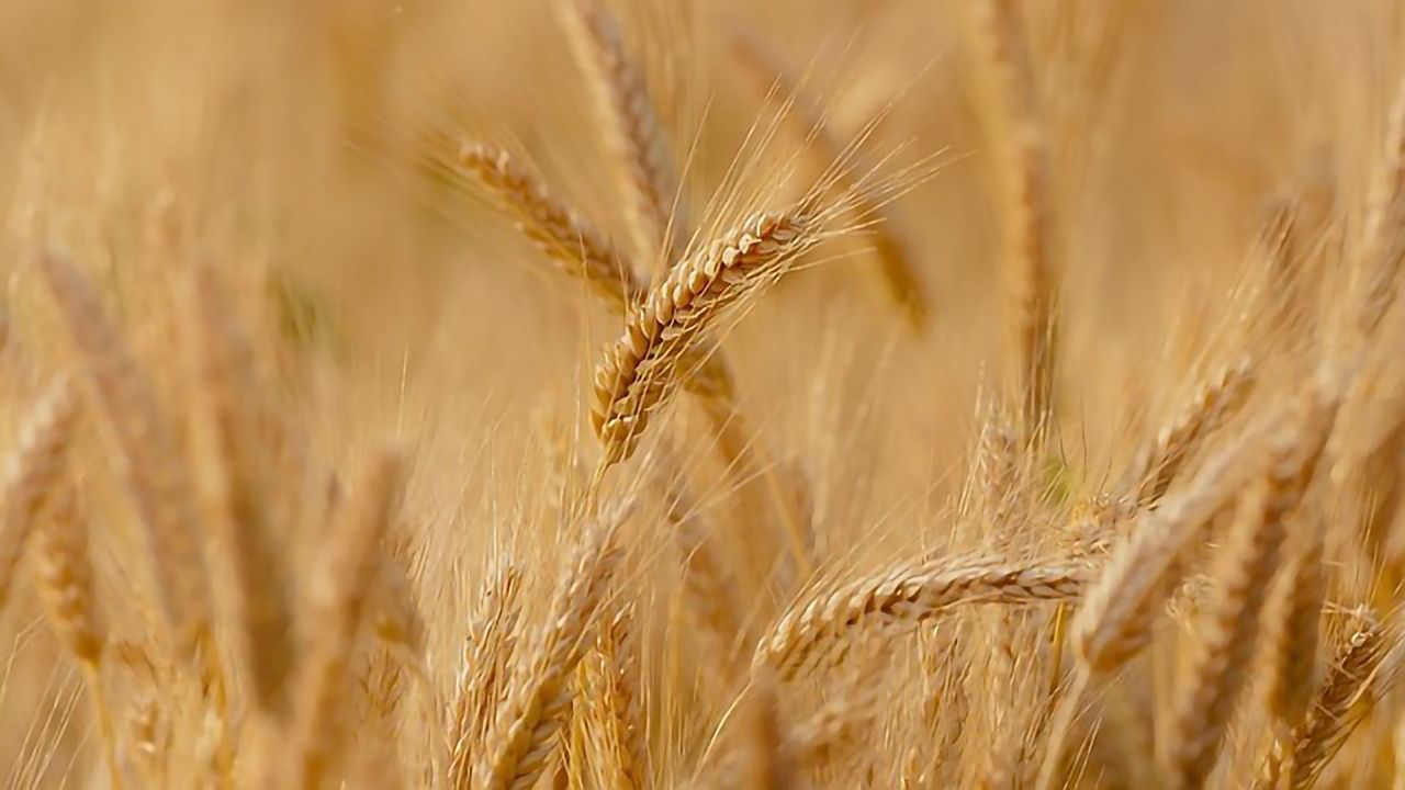 Portable DNA Sequencer Quickly and Accurately Diagnoses Wheat Viruses