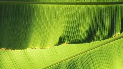 Banana Leaf Technology - Tenith Adithyaa - TEDxIIMKashipur