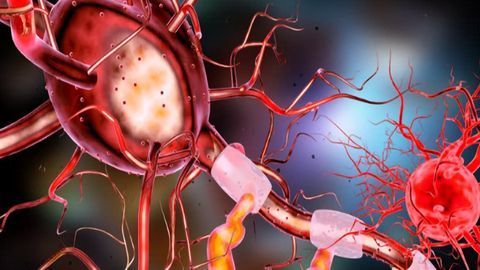 New Fundamental Insights into How Memory Change with Age has Been Revealed