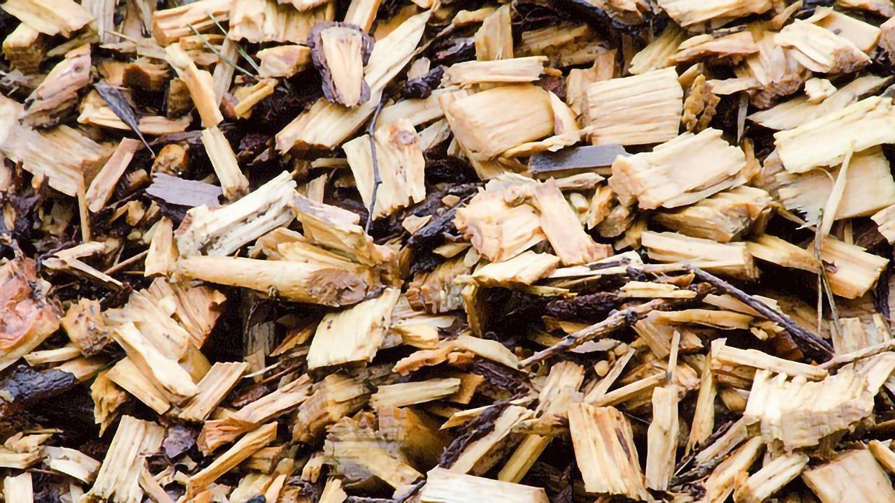 Converting Woodchips Into Pharmaceutical Ingredients