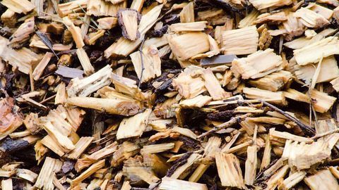 Converting Woodchips Into Pharmaceutical Ingredients