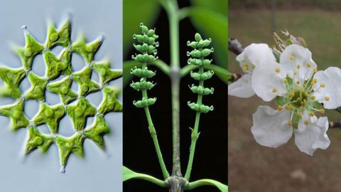 Gene Sequences Shed Light on Over One Billion Years of Green Plant Evolution