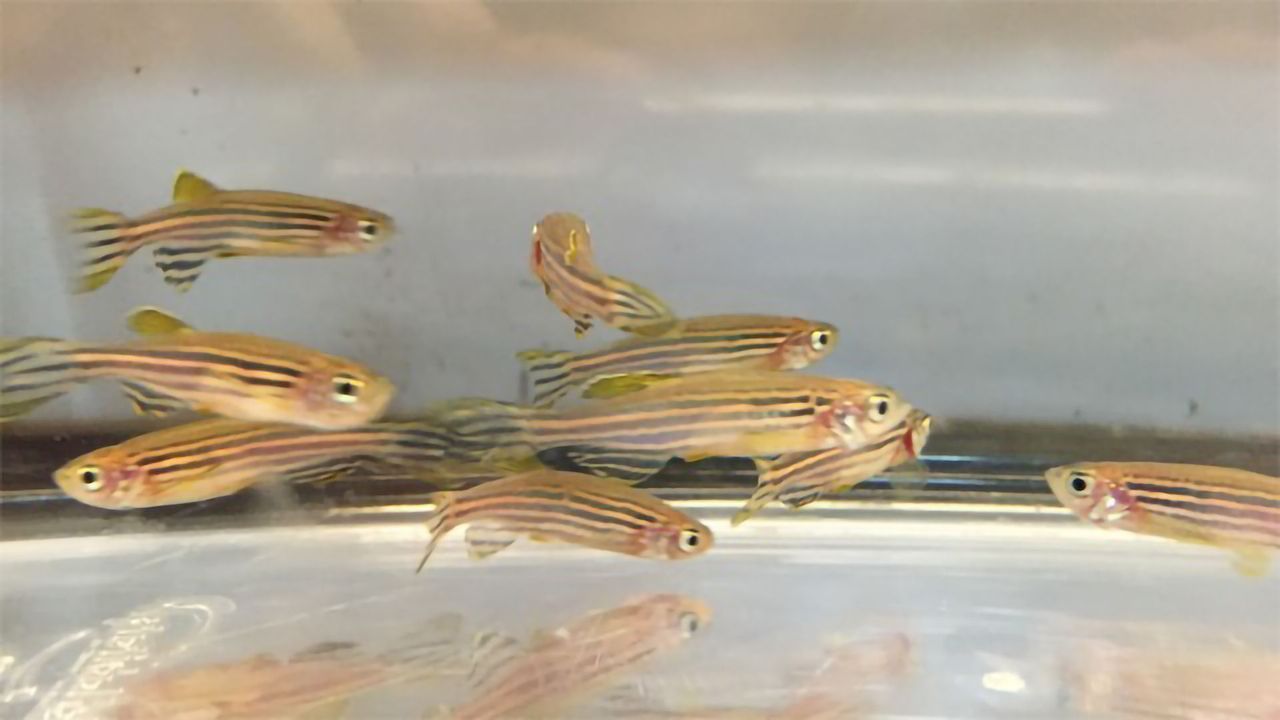 Zebrafish Study Offers New Light on Human Hearing Disorders