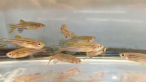Zebrafish Study Offers New Light on Human Hearing Disorders