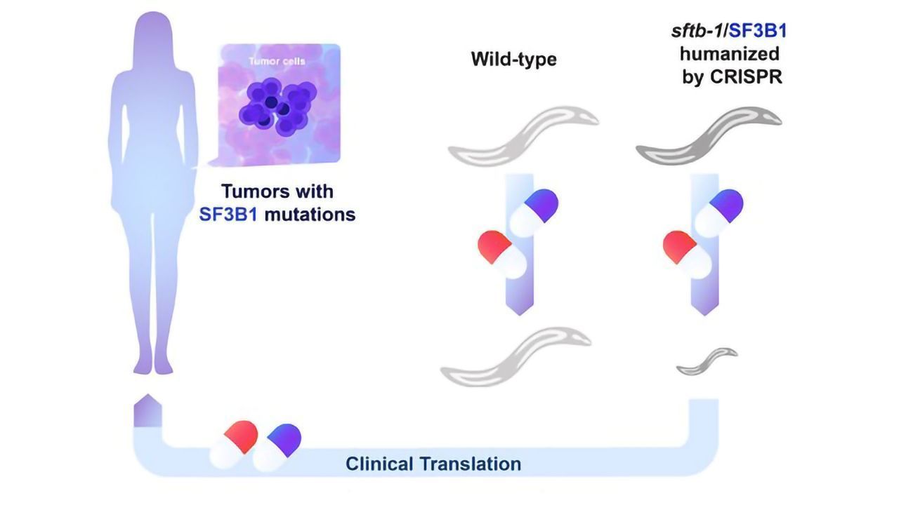 CRISPR Helps To Identify Vulnerabilities in Cancer