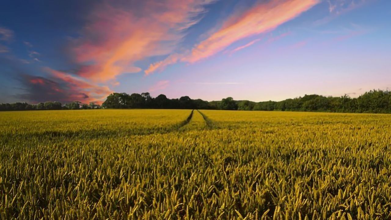 Fertilizer Reliance Could Be Reduced by Fungal Helpers