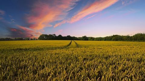 Fertilizer Reliance Could Be Reduced by Fungal Helpers