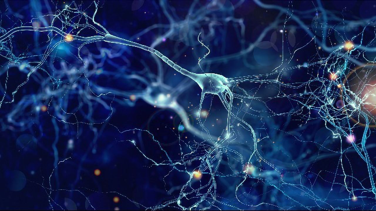 Scientists Reveal Better Understanding of How Taste Information is Coded in the Brain