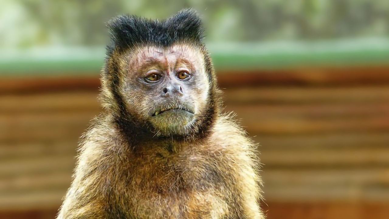 Discovery in Monkeys Could Lead to Treatment for Blindness-Causing Syndrome