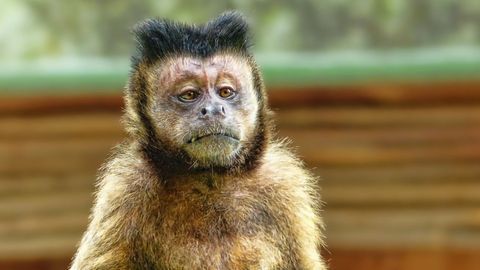 Discovery in Monkeys Could Lead to Treatment for Blindness-Causing Syndrome