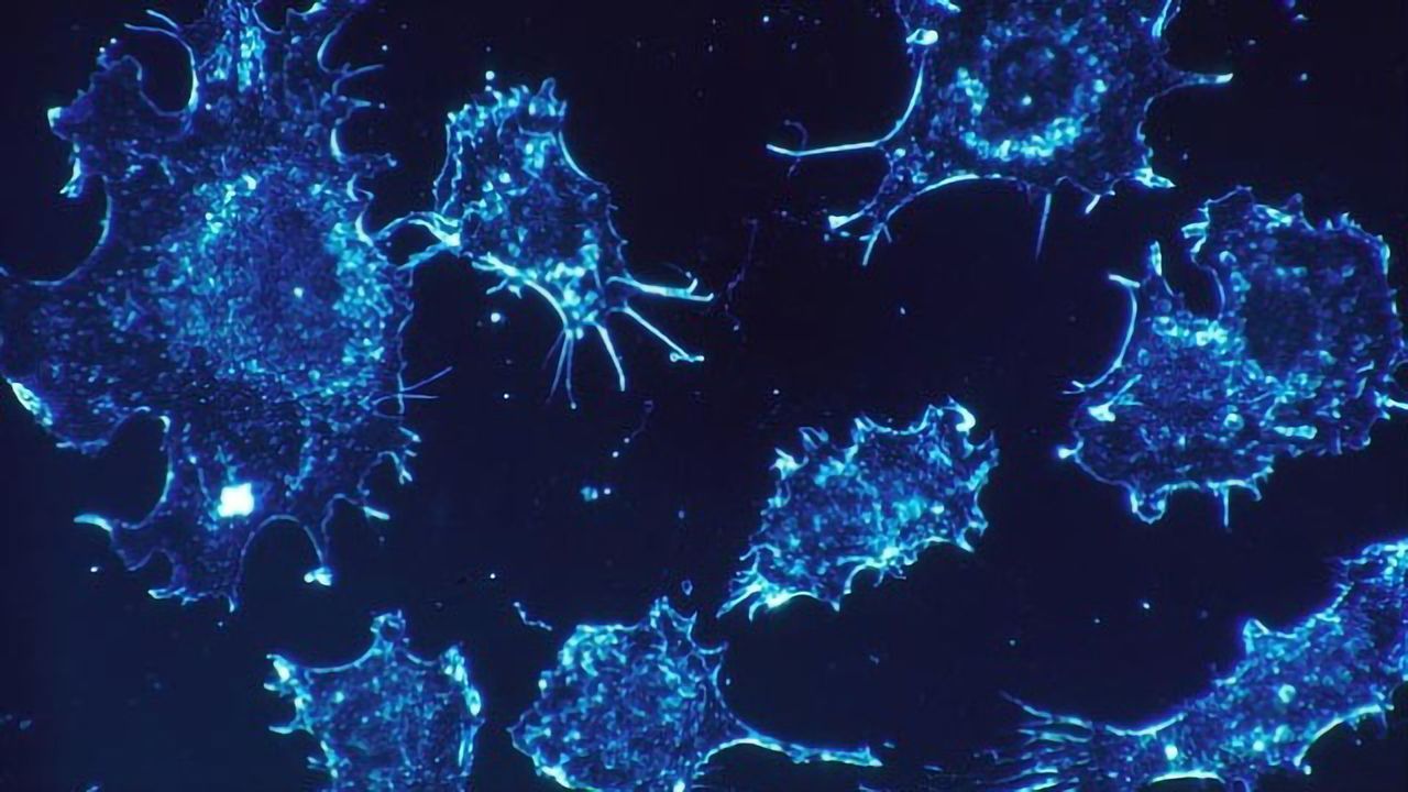 Immune System "Upgrade" To Treat Cancer