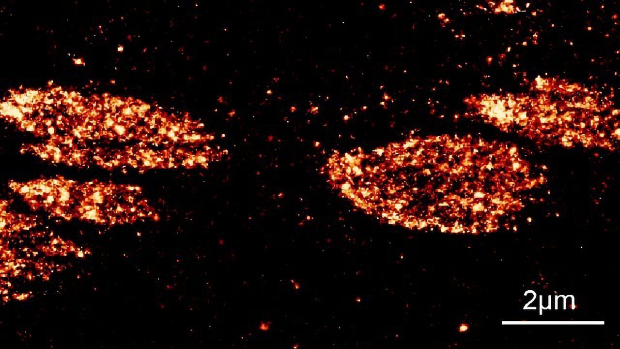 Ultrastructure of Focal Adhesion Scaffold Unveiled in Human Pluripotent Stem Cells