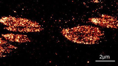 Ultrastructure of Focal Adhesion Scaffold Unveiled in Human Pluripotent Stem Cells