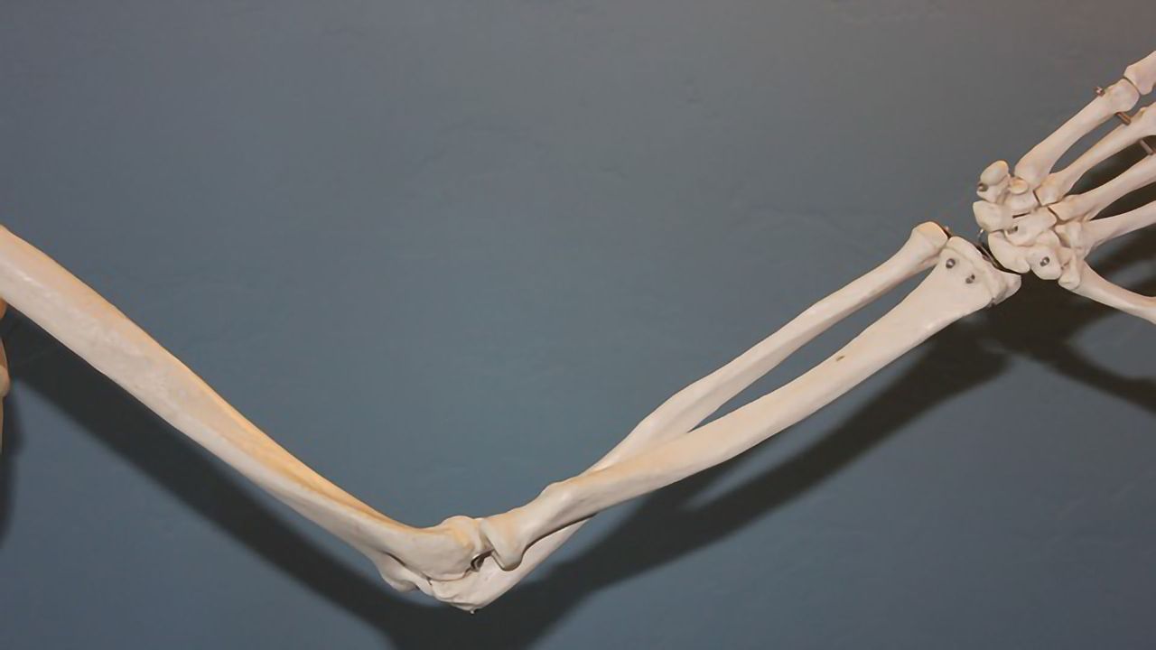 Elbow Features Help Forensic Investigators