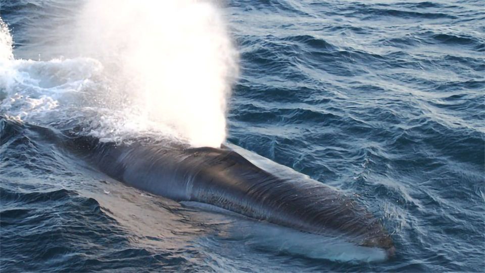 Genetic Research Identifies Fin Whales as a Separate Subspecies content piece image