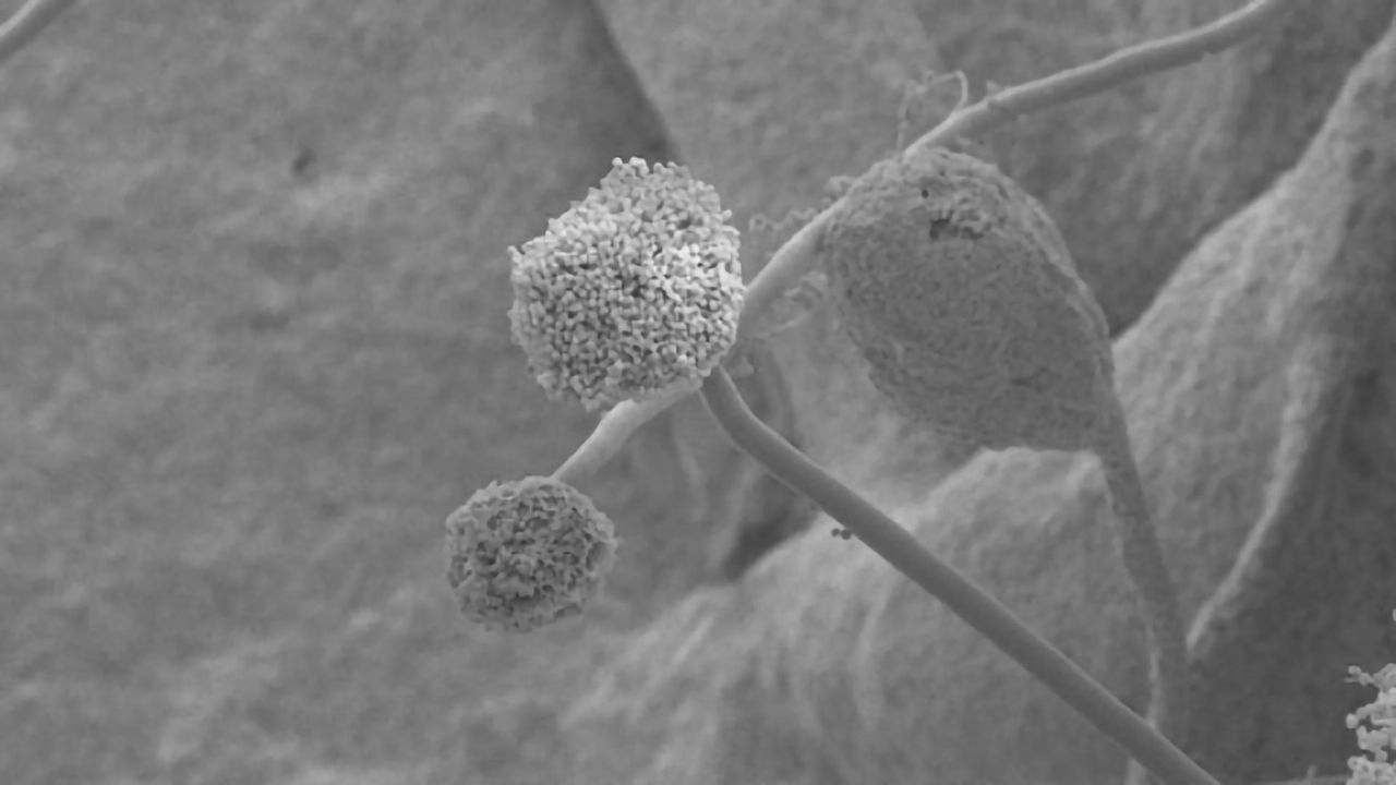 Fungal "Frolics" Stop if They Think They're Starving
