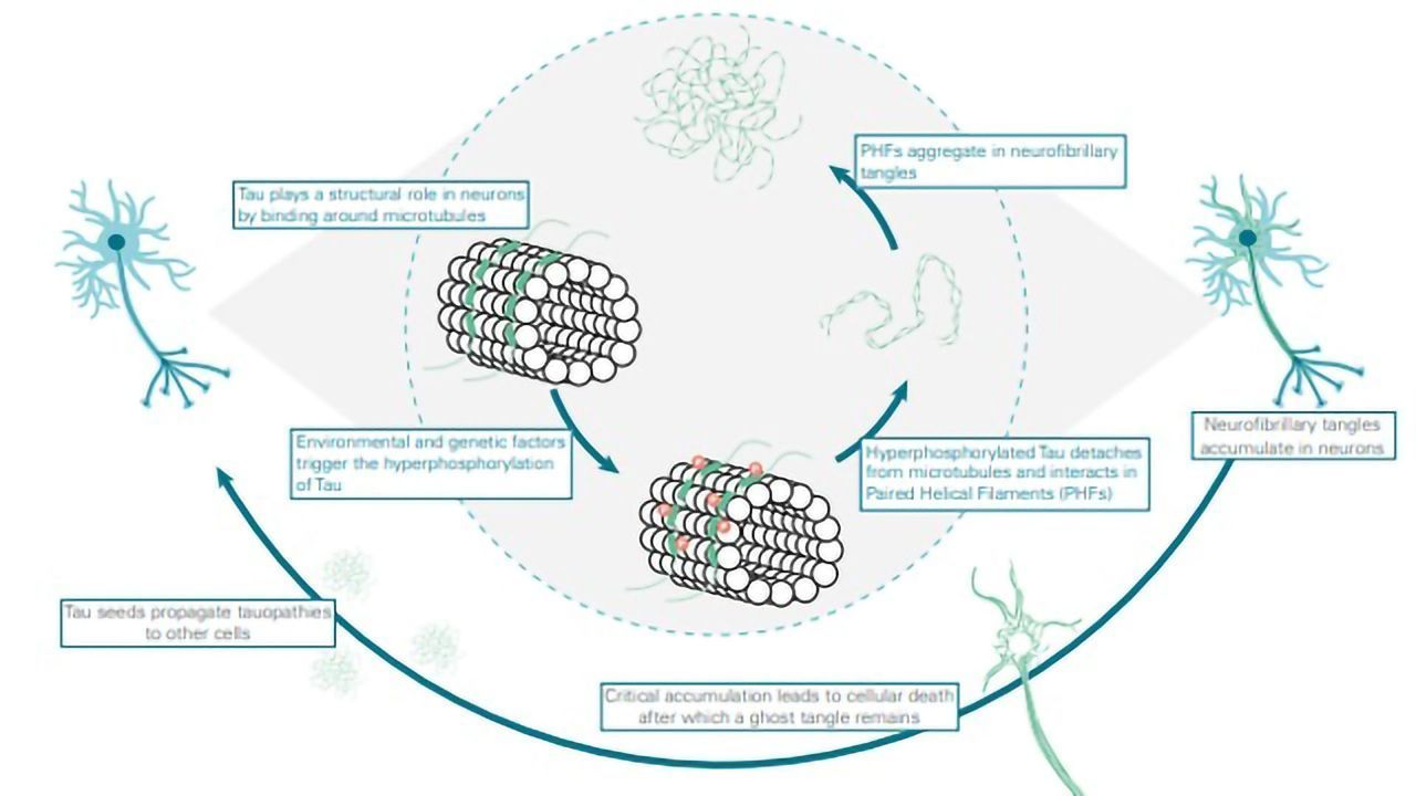 TAU Protein Aggregation Assay Relevance to Alzheimer’s Disease and Tauopathies Research