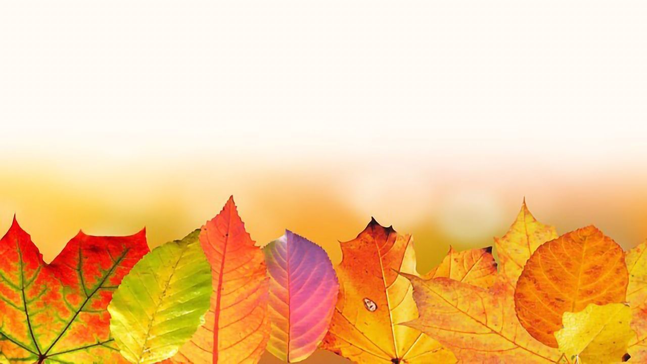 Scientists Discover an Unlikely Source of Antioxidants – Tree Bark