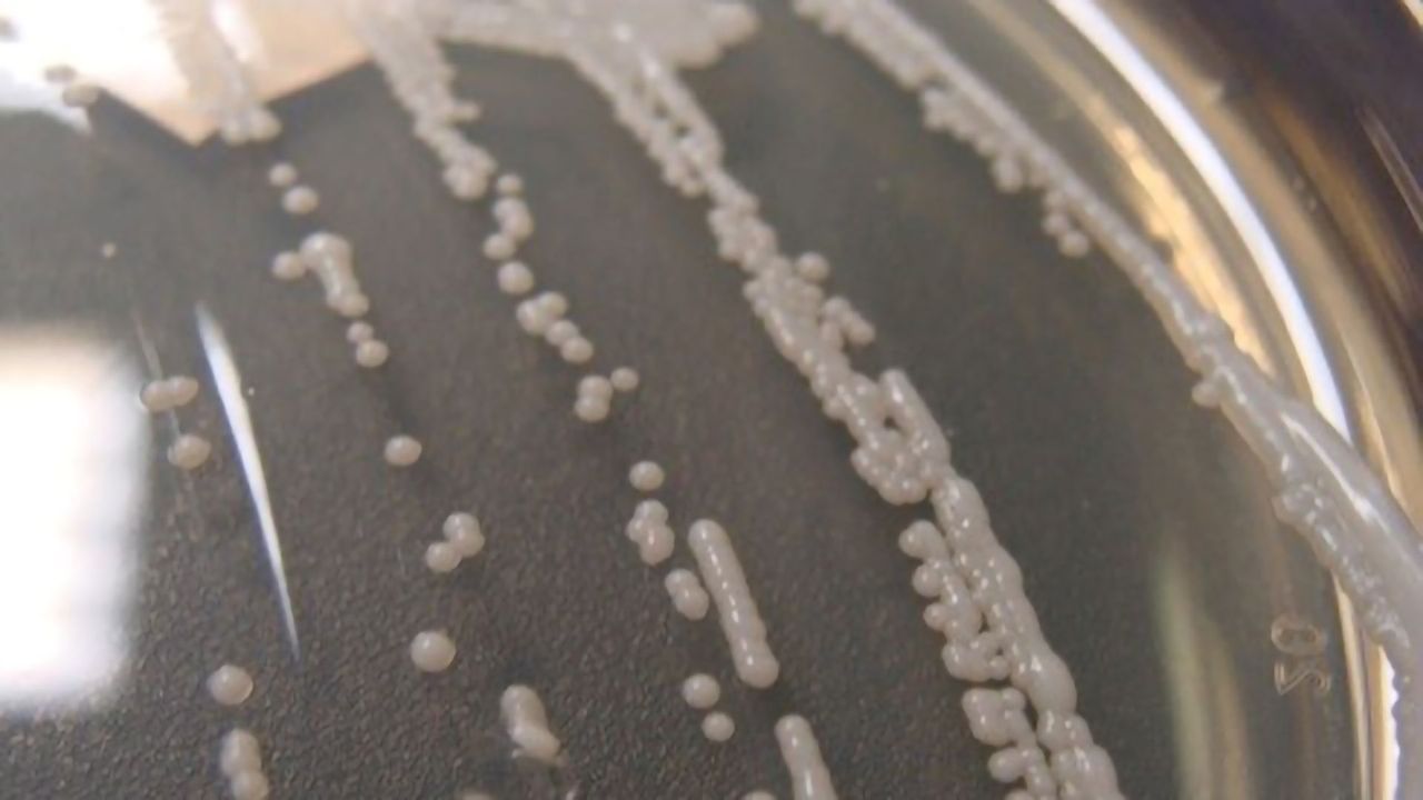 Faster Identification of Bacterial Infections Using Raman Spectroscopy