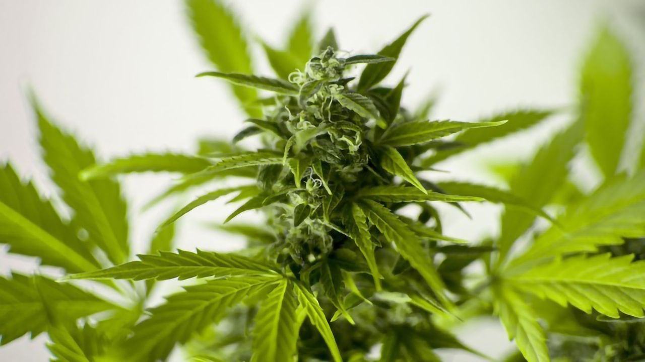 Teen Cannabis Use May Have Next-Generation Effects