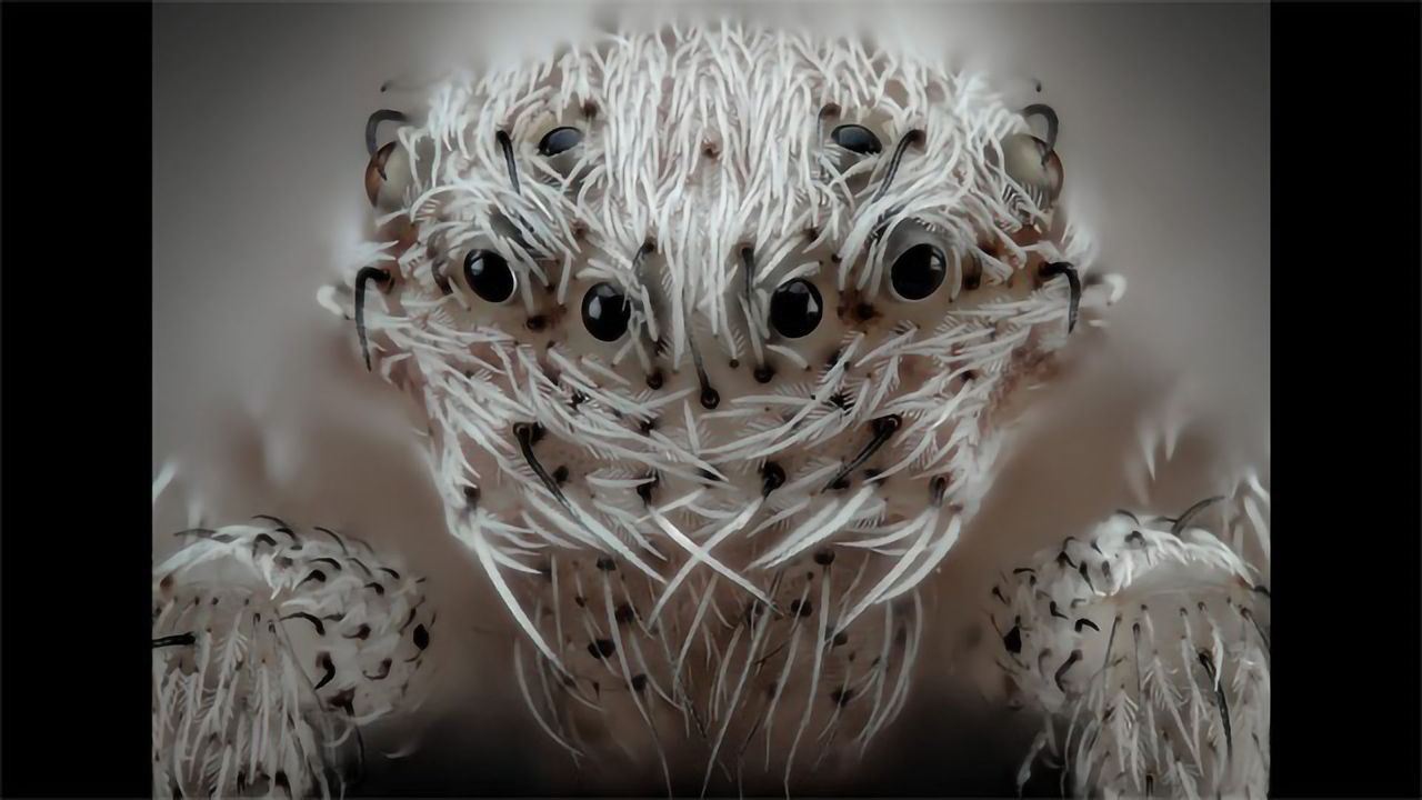 Spider