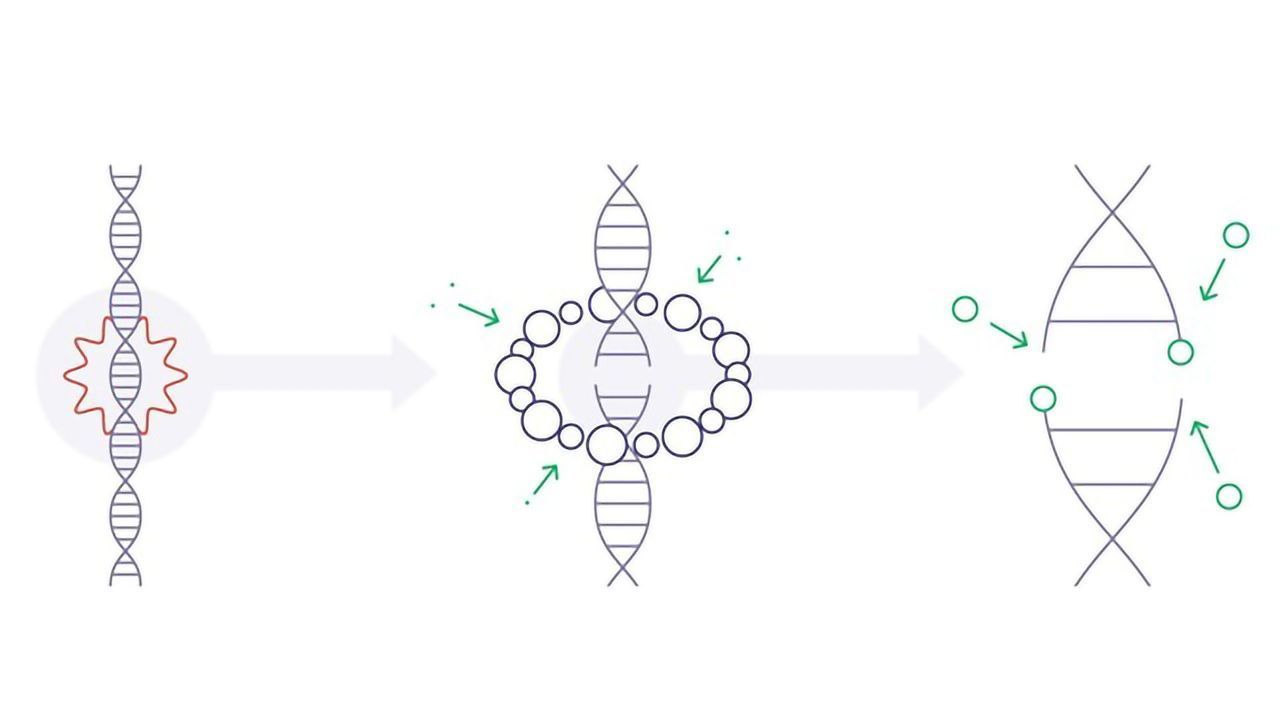 Protein "Scaffolding" Orchestrates DNA Repair