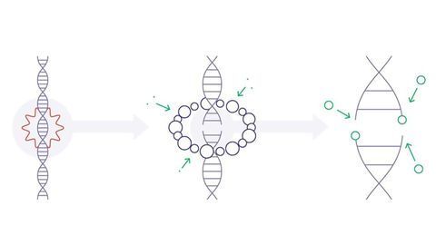 Protein "Scaffolding" Orchestrates DNA Repair
