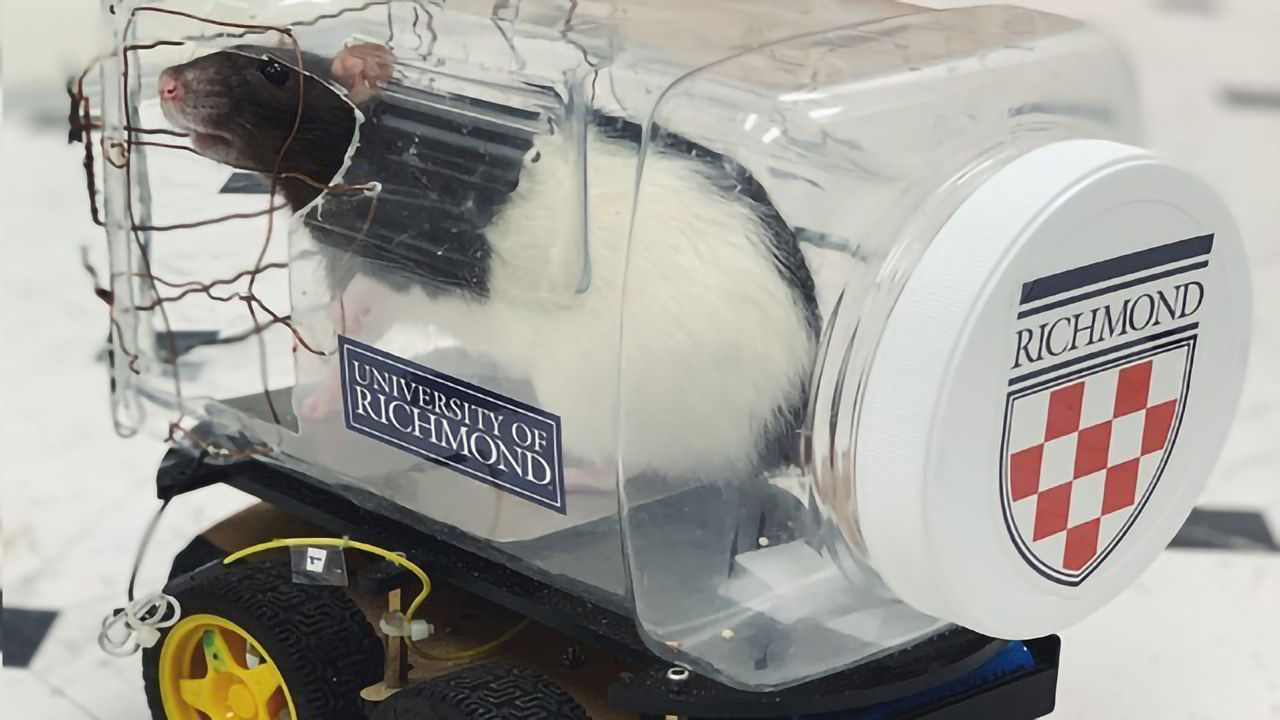 Rodents Driving Cars? Imagine Rat!