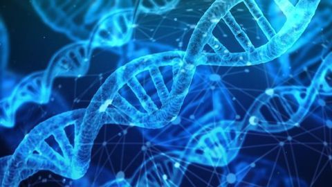 Novel Data on Reduced Potency Payload Antibody-drug Conjugates