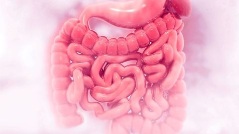 Therapeutically Targeting the Interconnected Biology of the Gut