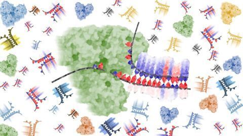 One Way or Another? How DNA is Unwound