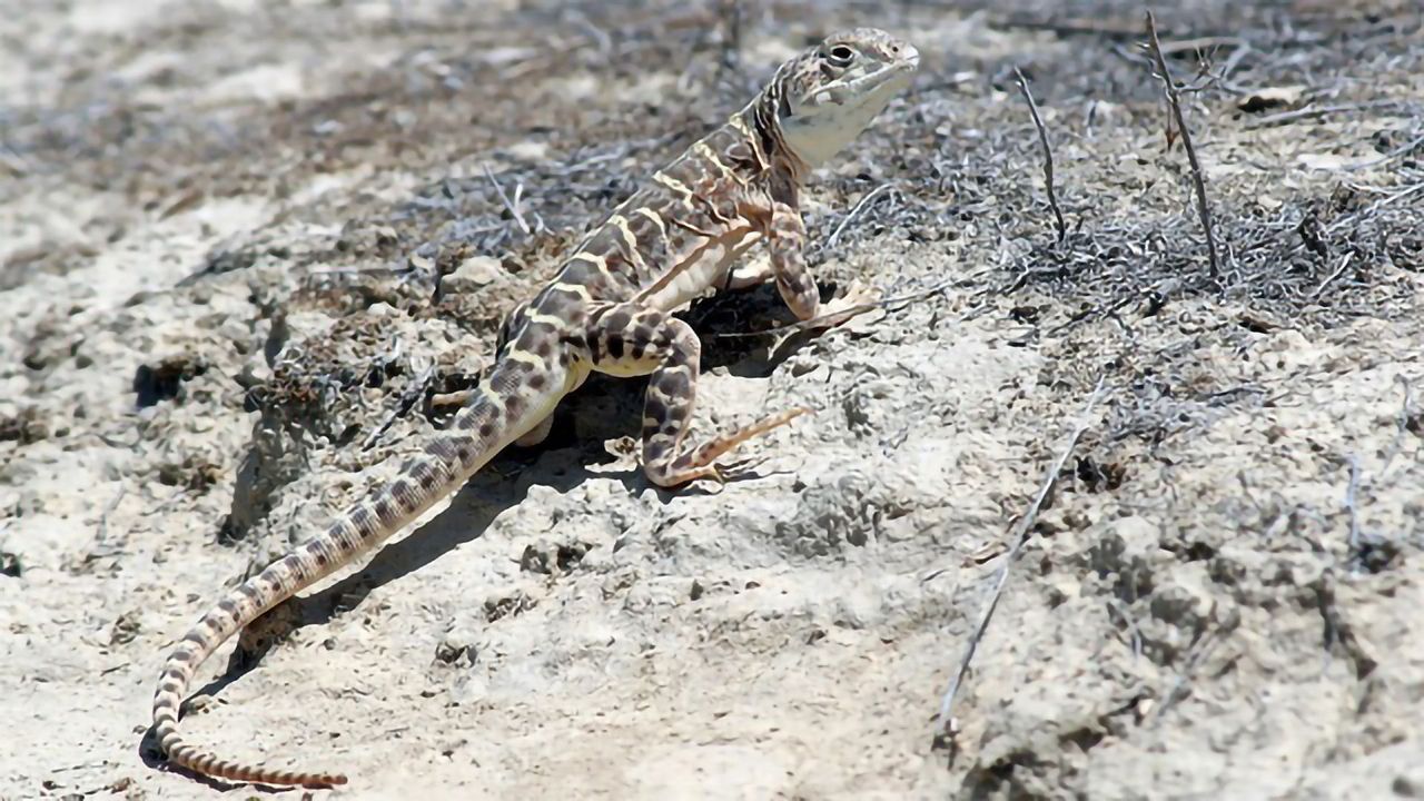 Dogs and DNA Are on the Trail for Endangered Lizards